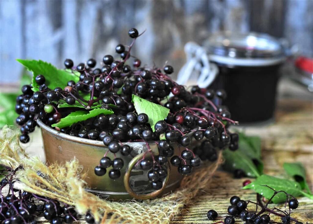 Tips for Safely Consuming Elderberry While Breastfeeding