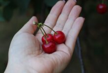 Cherries in Pregnancy: Are Cherries Good for you?