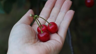 Cherries in Pregnancy: Are Cherries Good for you?