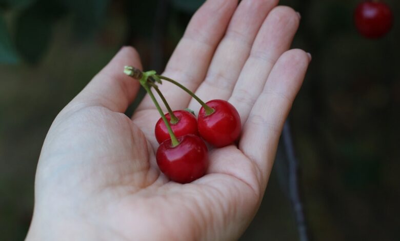 Cherries in Pregnancy: Are Cherries Good for you?