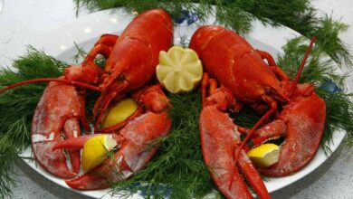 Can I Eat Lobster during Pregnancy | Is lobster good for you