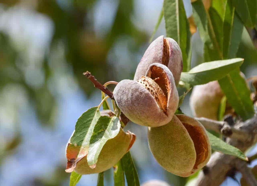 What are Almonds?