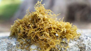 Can i Take Sea Moss During Pregnancy? Is It Safe
