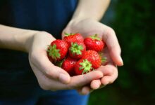 Strawberry After an Abortion for Fast Recovery: Strawberries After an Abortion
