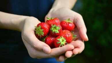 Strawberry After an Abortion for Fast Recovery: Strawberries After an Abortion