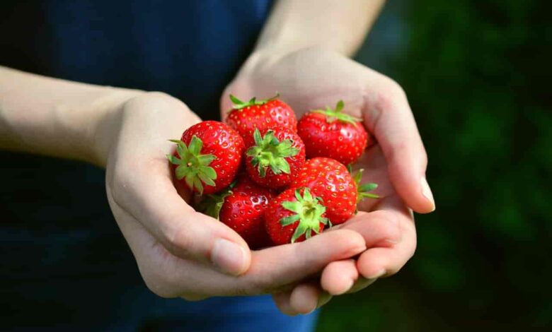 Strawberry After an Abortion for Fast Recovery: Strawberries After an Abortion