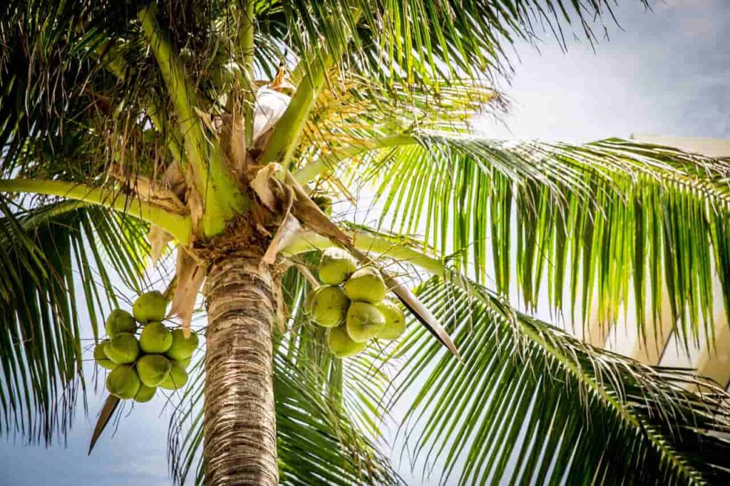 What is Coconut?