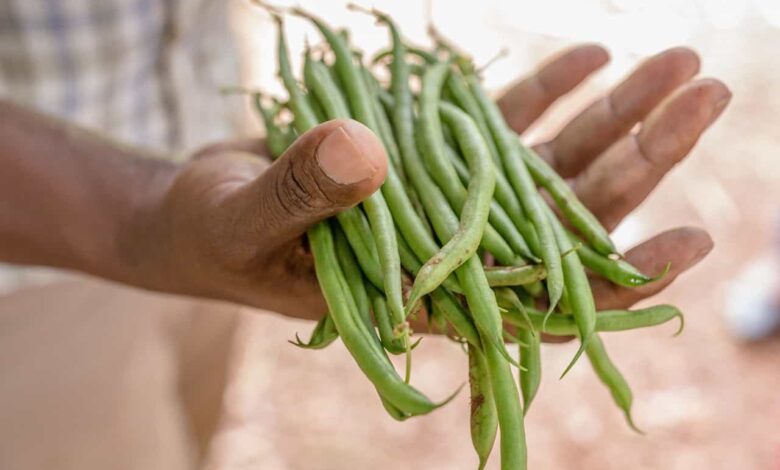 Can I Eat Green Beans During Pregnancy? Is it safe