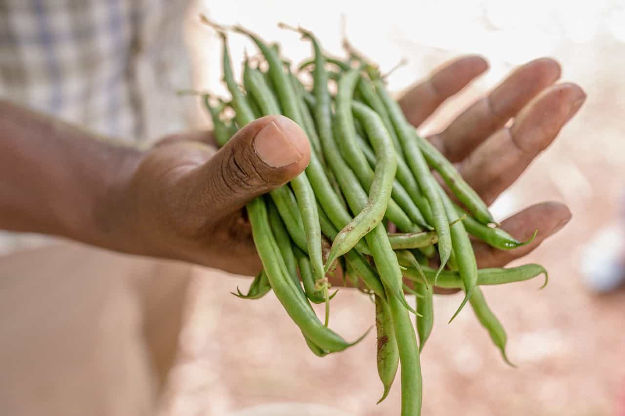 can-i-eat-green-beans-during-pregnancy-is-it-safe