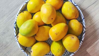 Is It Safe To Eat Mango In Pregnancy?