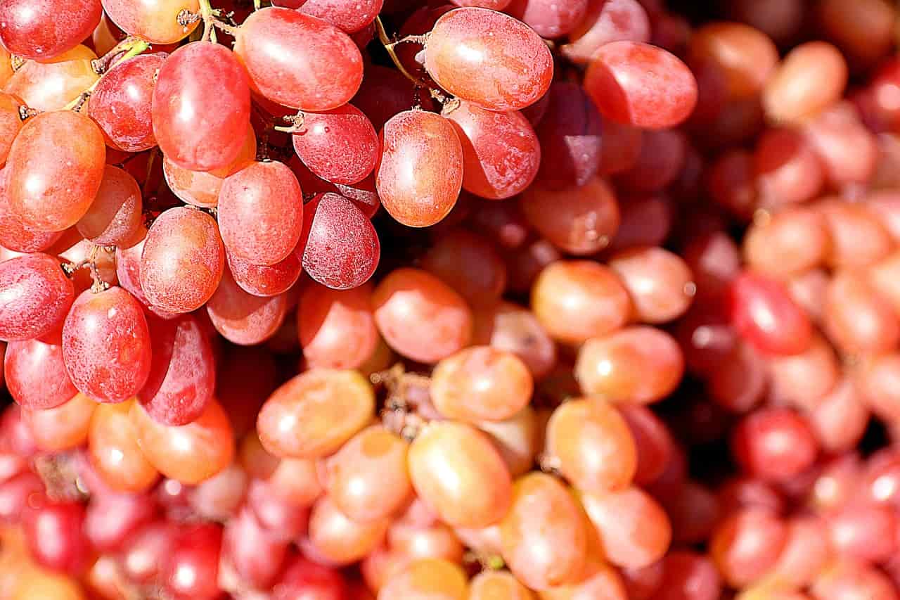 Grapes During Pregnancy 9 Safe Types, Benefits & More